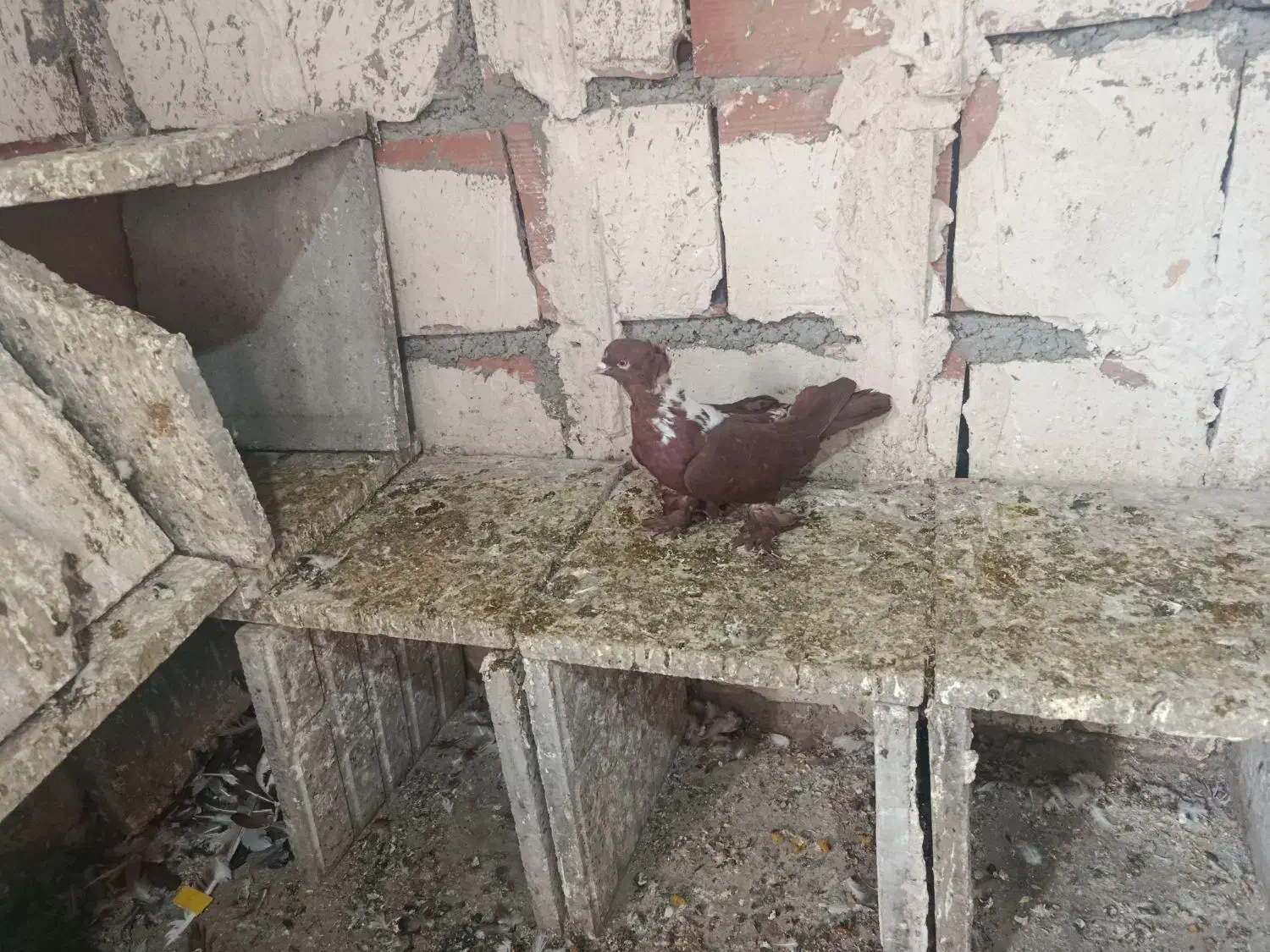 الابوغازنر تاگوز|پرنده|اردبیل, |دیوار