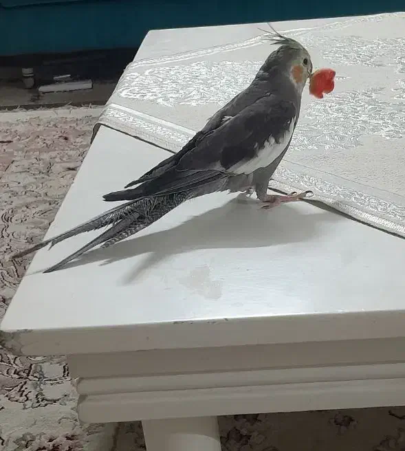 طوطی عروس هلندی گمشده|پرنده|بجنورد, |دیوار