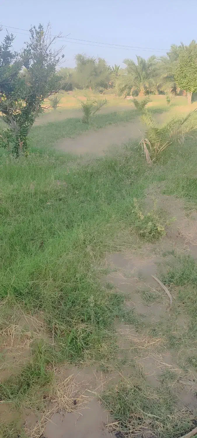 100 تا درخت دوساله خرما و 10تا درخت پرتقال نارنج|فروش زمین و ملک کلنگی|ریگان, |دیوار