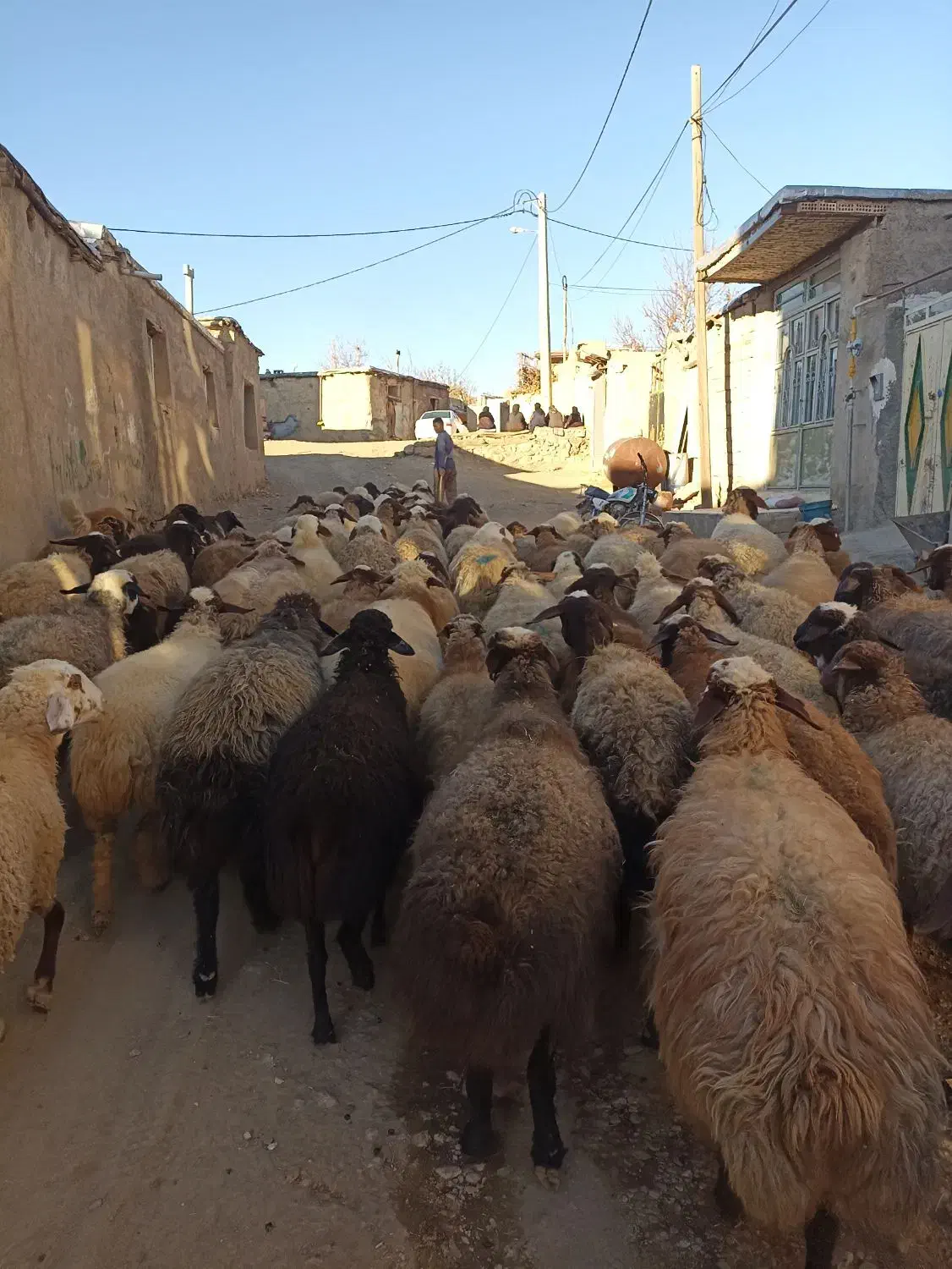 گوسفندبابره|حیوانات مزرعه|کنگاور, |دیوار