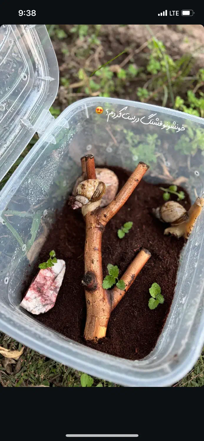 خزنده حلزونهای آچاتینا در انواع سایزها|خزنده|کرمان, |دیوار