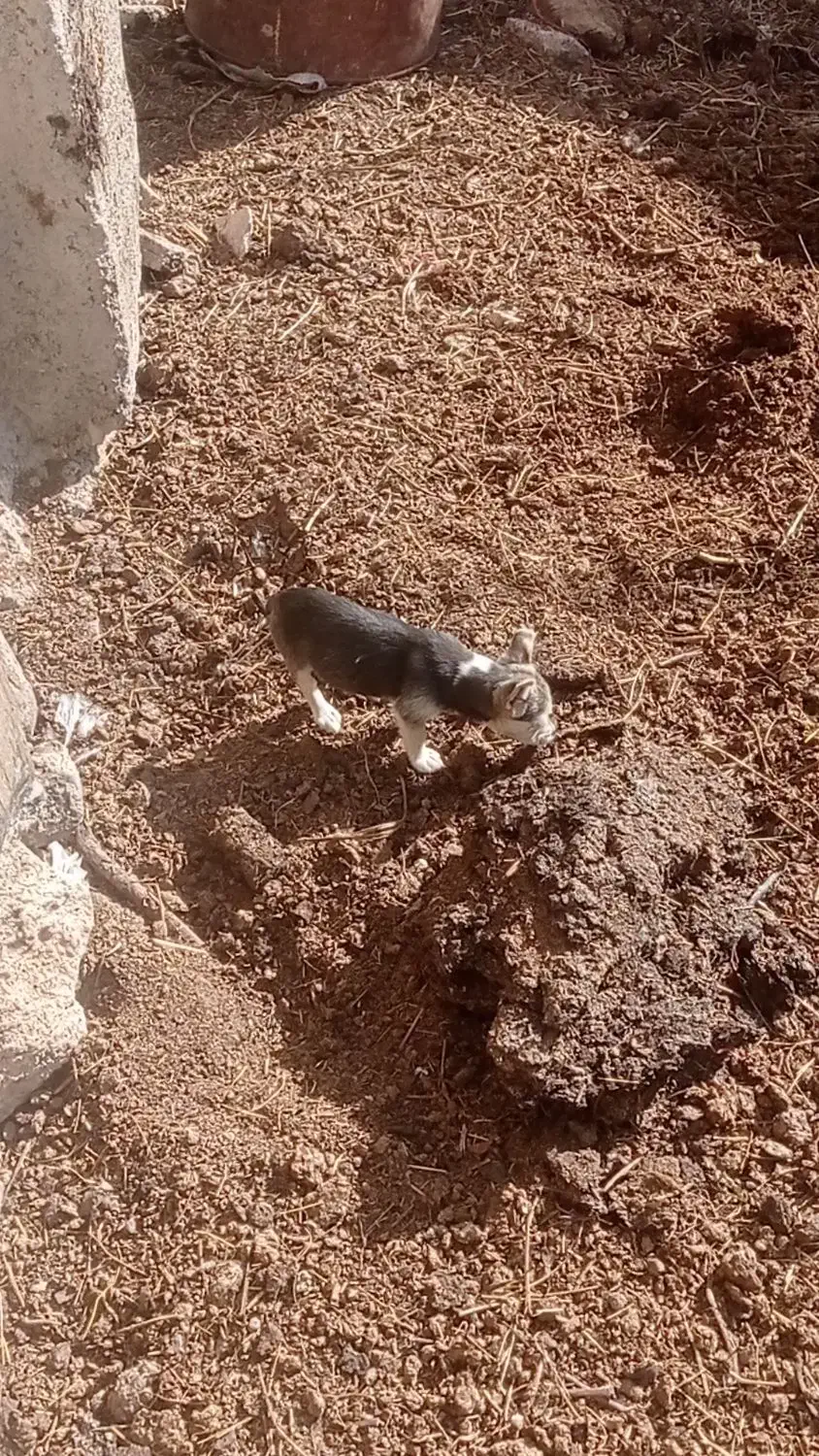 توله سگ پاکوتاه 3ماه|سگ|صائین قلعه, |دیوار