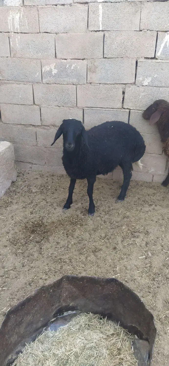 فروش گوسفند همو هترو|حیوانات مزرعه|زرند, |دیوار