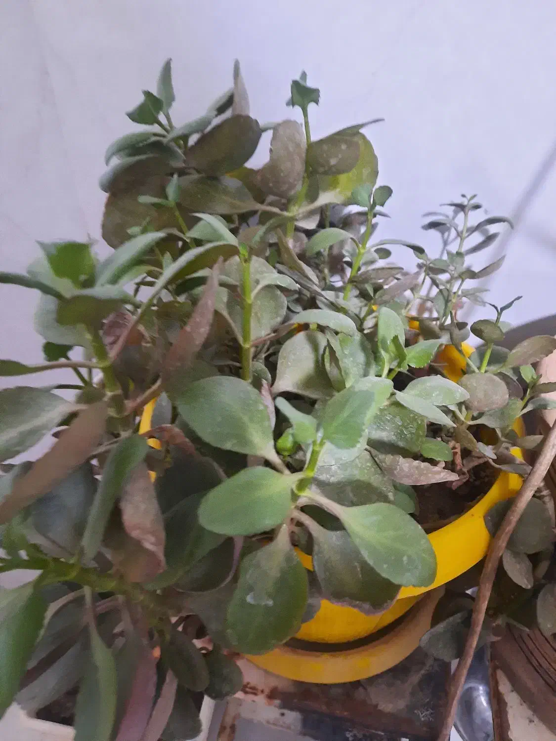 گل قاشقی|گل و گیاه طبیعی|شیروان (خراسان), |دیوار