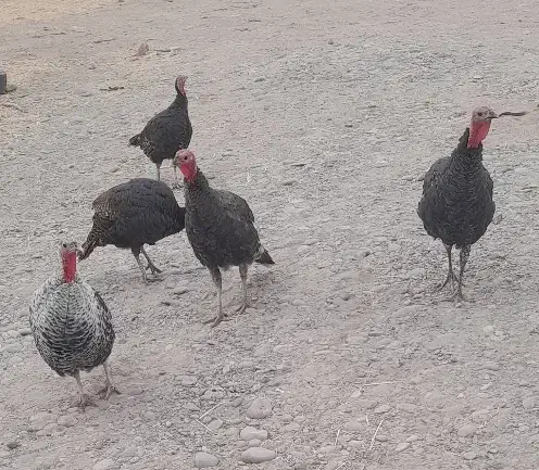 بوقلمون|حیوانات مزرعه|قم, پردیسان|دیوار