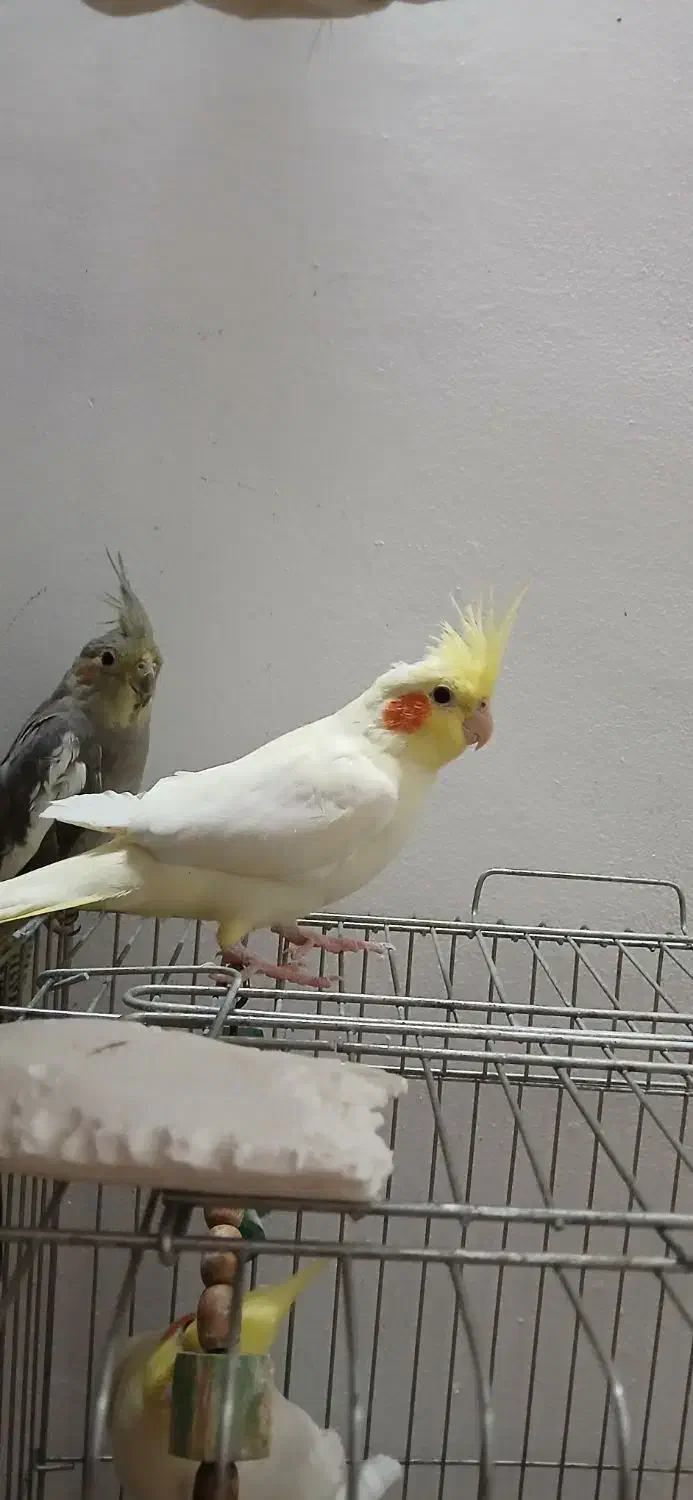 عروس هلندی خونگی یک ساله|پرنده|کوچصفهان, |دیوار