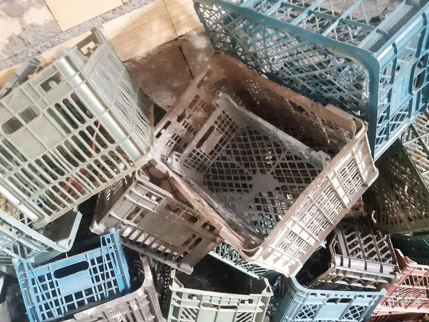 سبد سالم با قیمت مناسب|عمده‌فروشی|خلخال, |دیوار