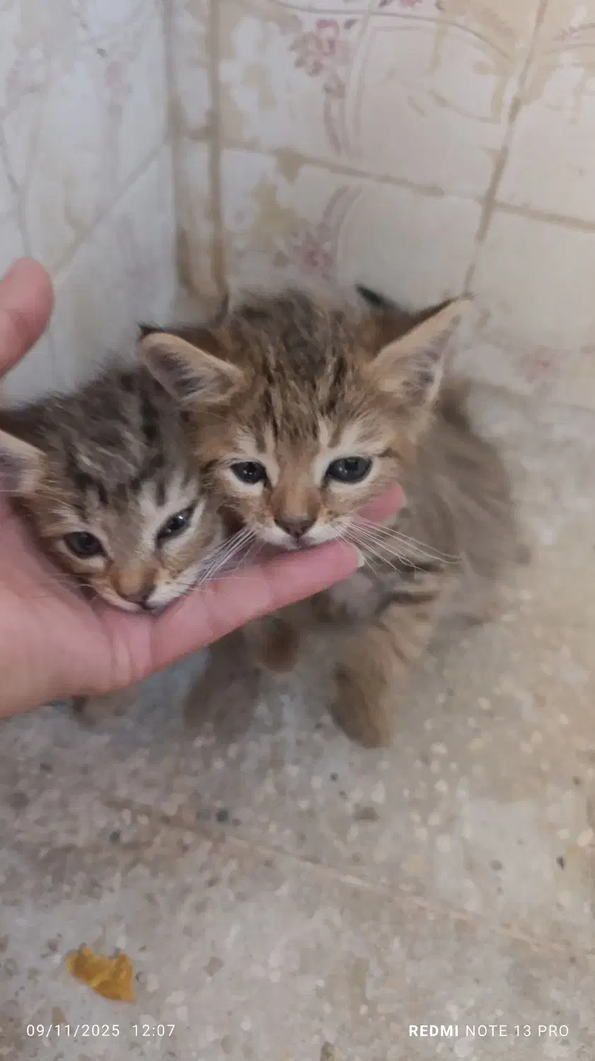 واگذاری گربه|گربه|زاهدان, |دیوار