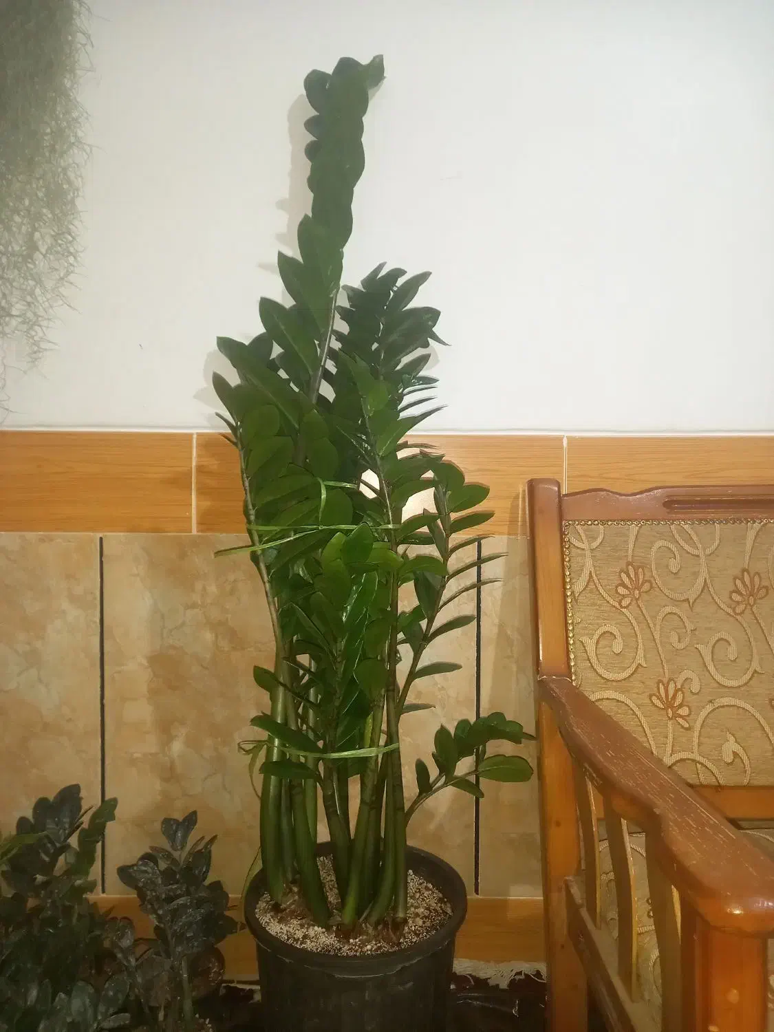 فروش گل زاموفیلیا|گل و گیاه طبیعی|پاسارگاد, |دیوار