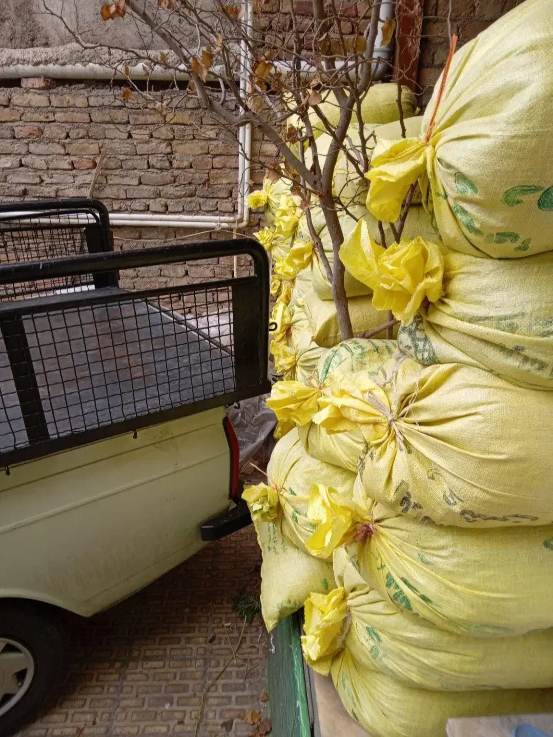 کودگوسفندی خالص|خدمات باغبانی و درختکاری|تبریز, |دیوار