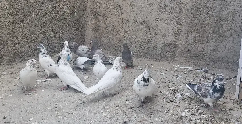 کبوتر پرشی گرو بندی ساعت بالا|پرنده|فلاورجان, |دیوار