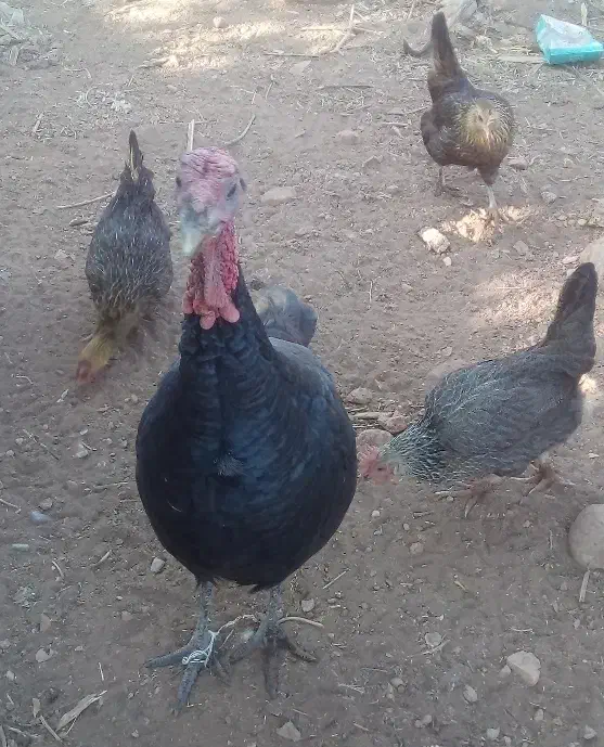 مرغ محلی|حیوانات مزرعه|زرین آباد, |دیوار