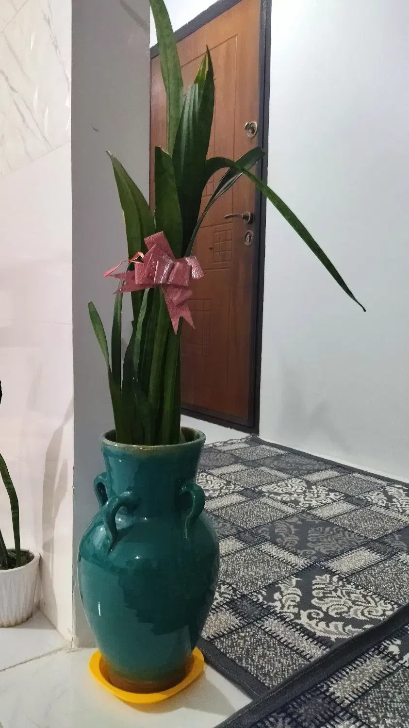 گل طبیعی|گل و گیاه طبیعی|کرمانشاه, |دیوار