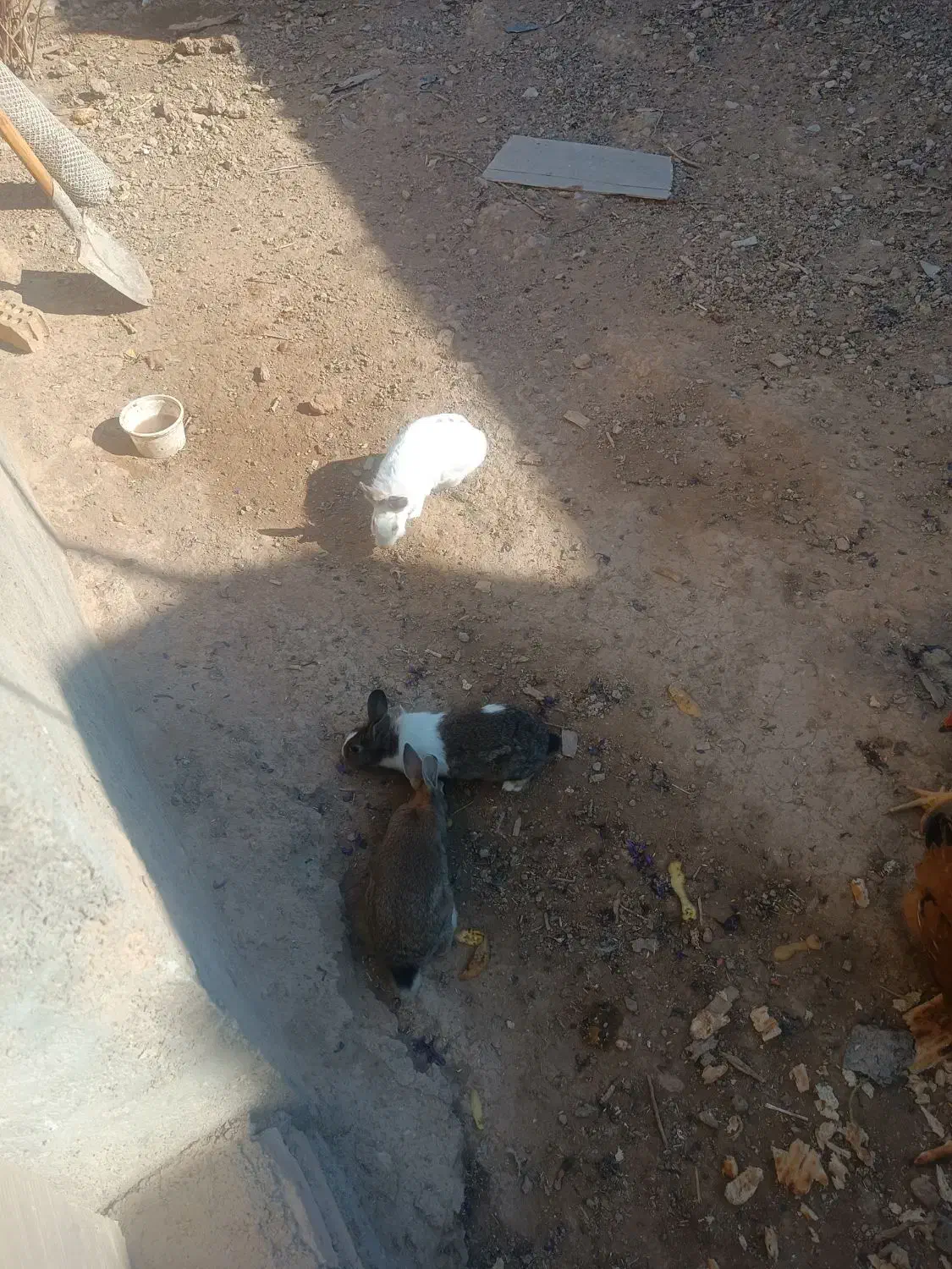 حیوانات|موش و خرگوش|قوچان, |دیوار