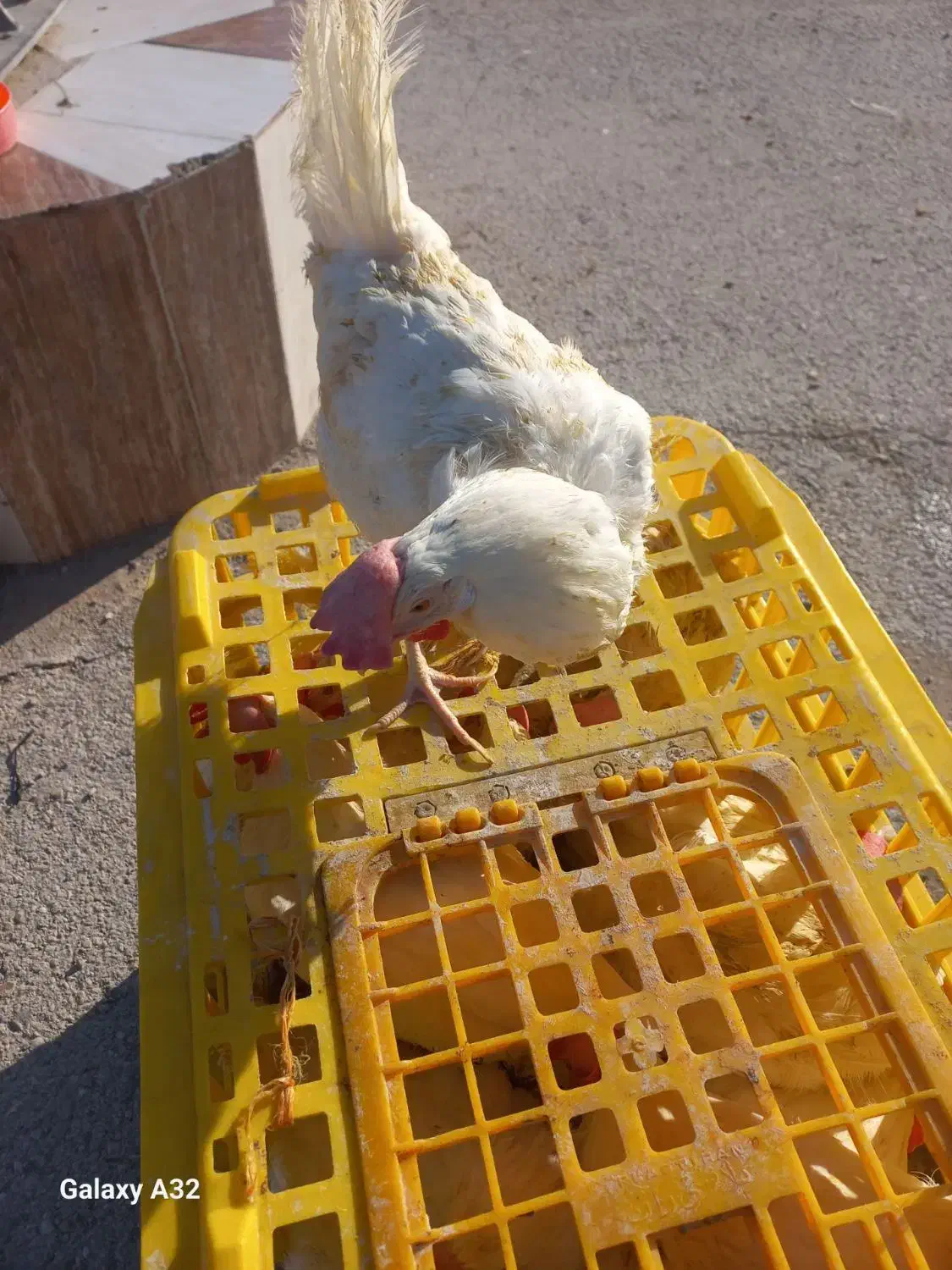 مرغ تخم گذار|حیوانات مزرعه|مرودشت, ژیان|دیوار