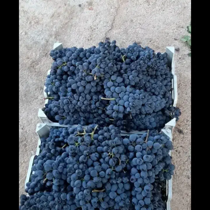 کشمش افتابی میوه مجلسی انگور شانی دیم انگور شرابی|خوردنی و آشامیدنی|تهران, میدان میوه و ترهبار مرکزی|دیوار