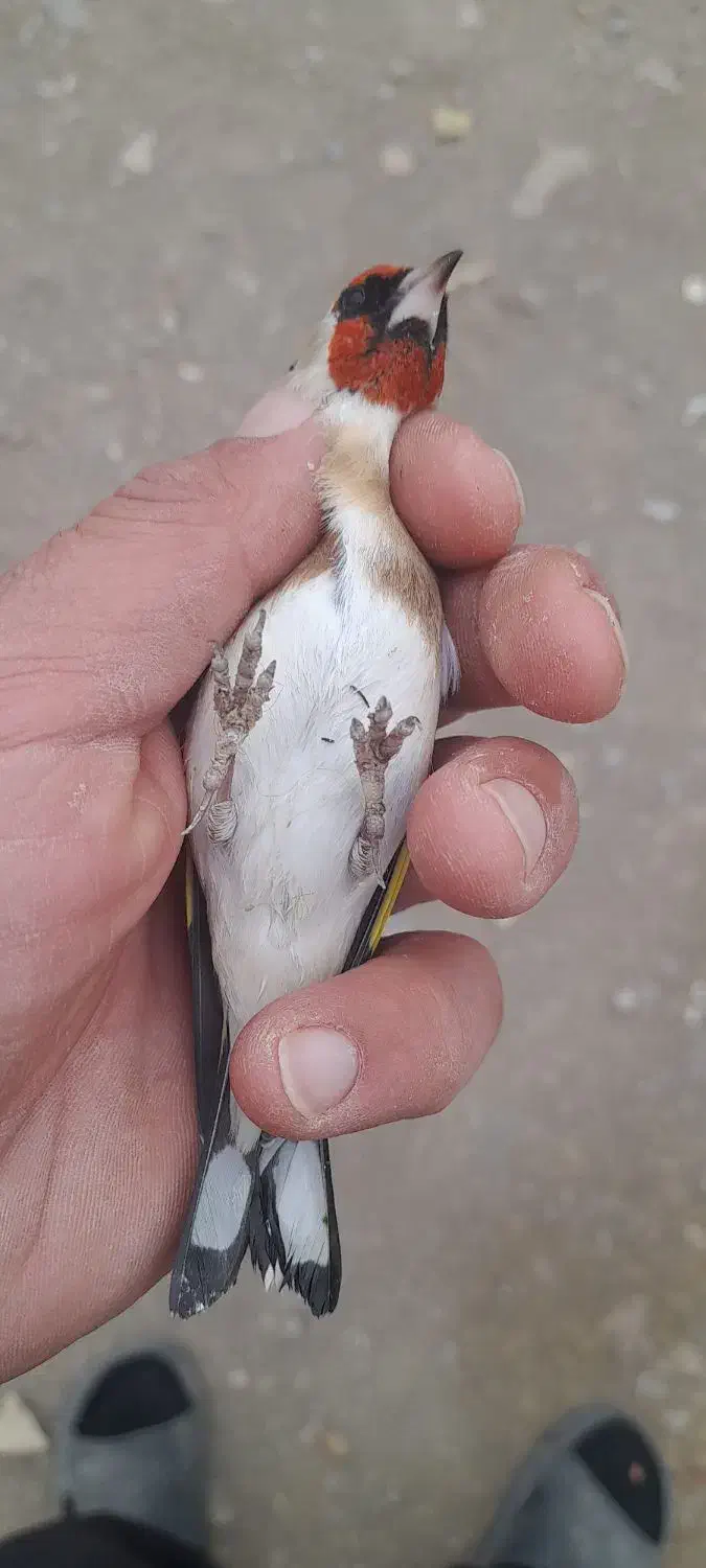 سهره نر|پرنده|اردبیل, |دیوار