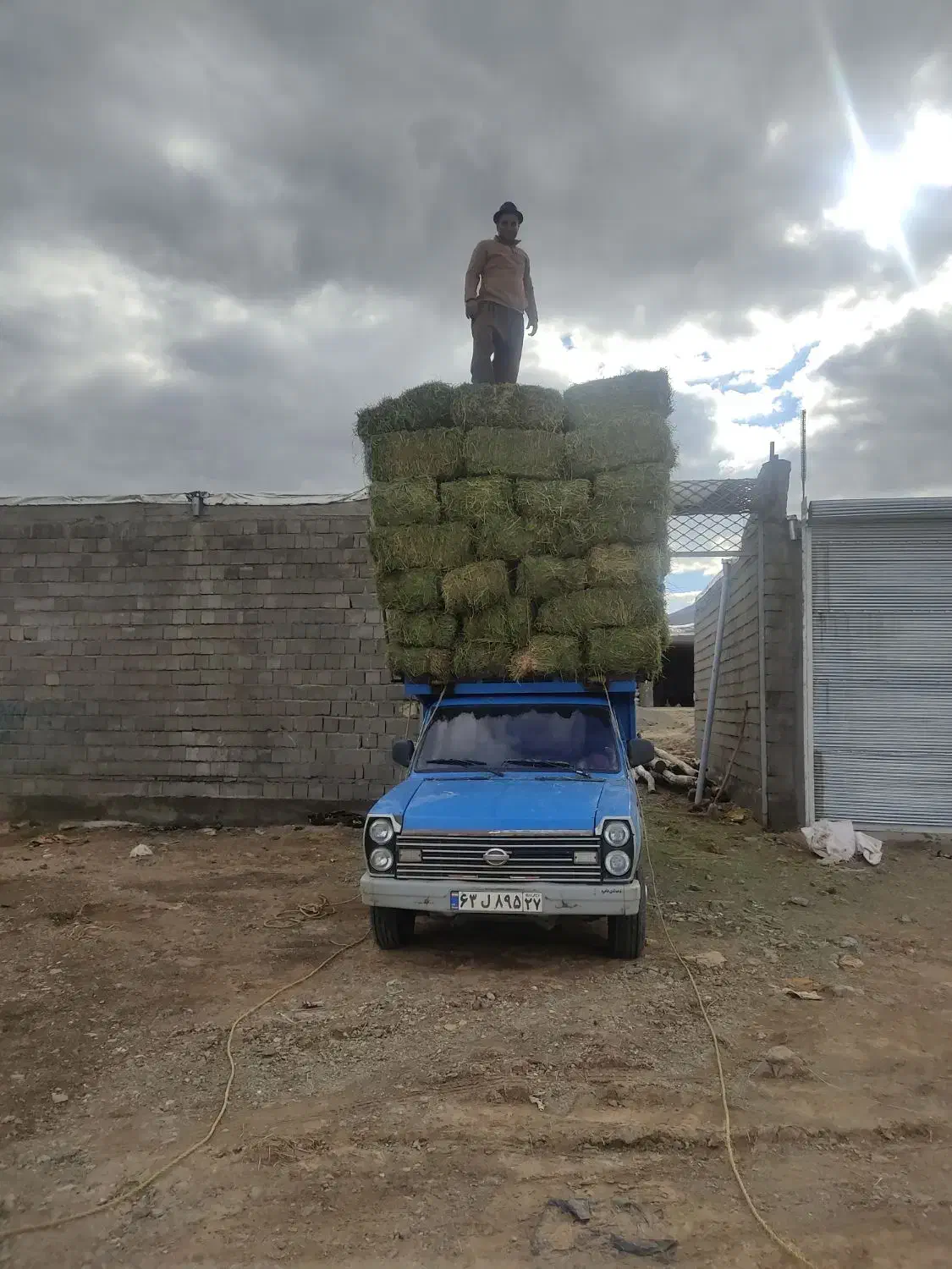 یونجه تازه و انباری ارسال ب کل کشور|عمدهفروشی|قیدار, |دیوار
