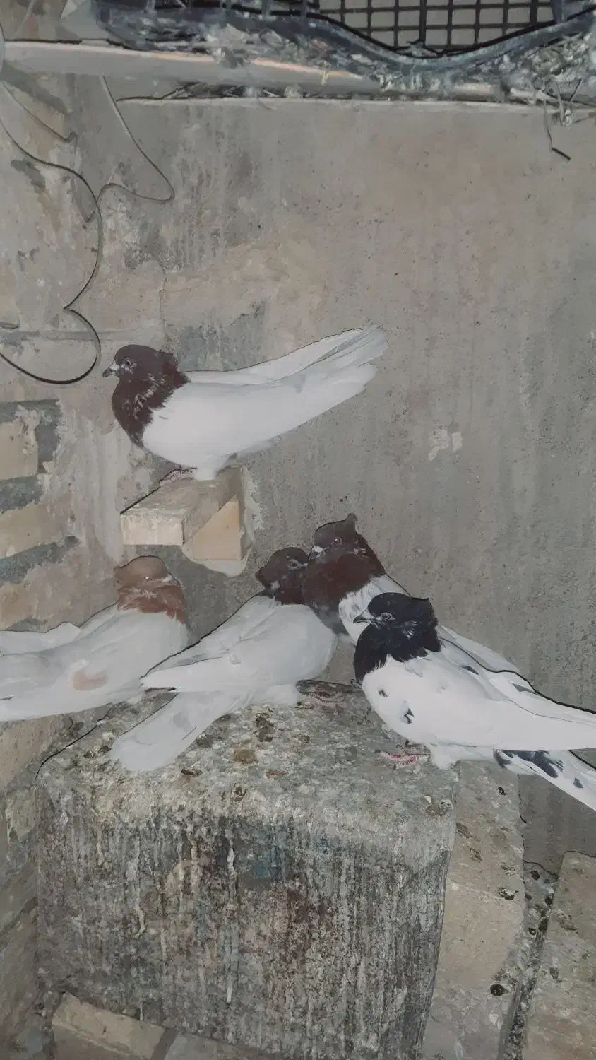 کبوتر|پرنده|خرمآباد, |دیوار