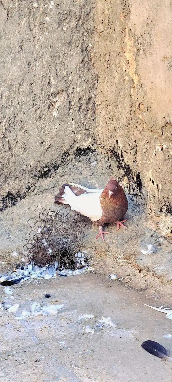 کبوتریاکفترسینه ای نقشی|پرنده|اصفهان, جلالیه|دیوار