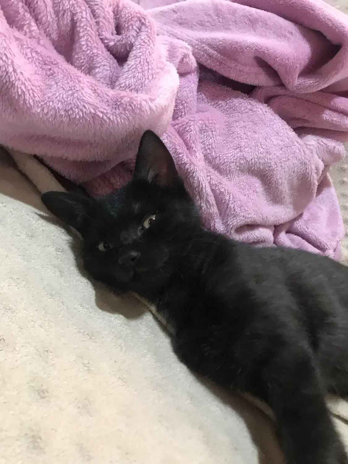 فروش بچه گربه سیاه ۵۰ میلیون|گربه|تهران, شهرک آزمایش|دیوار