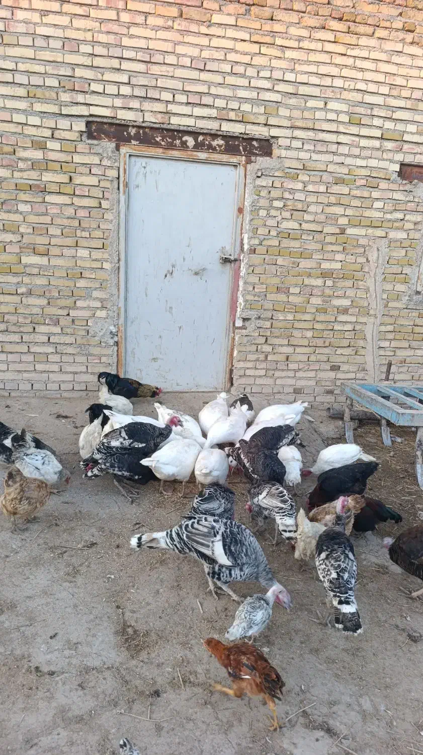 غاز محلی|حیوانات مزرعه|بستان آباد, |دیوار