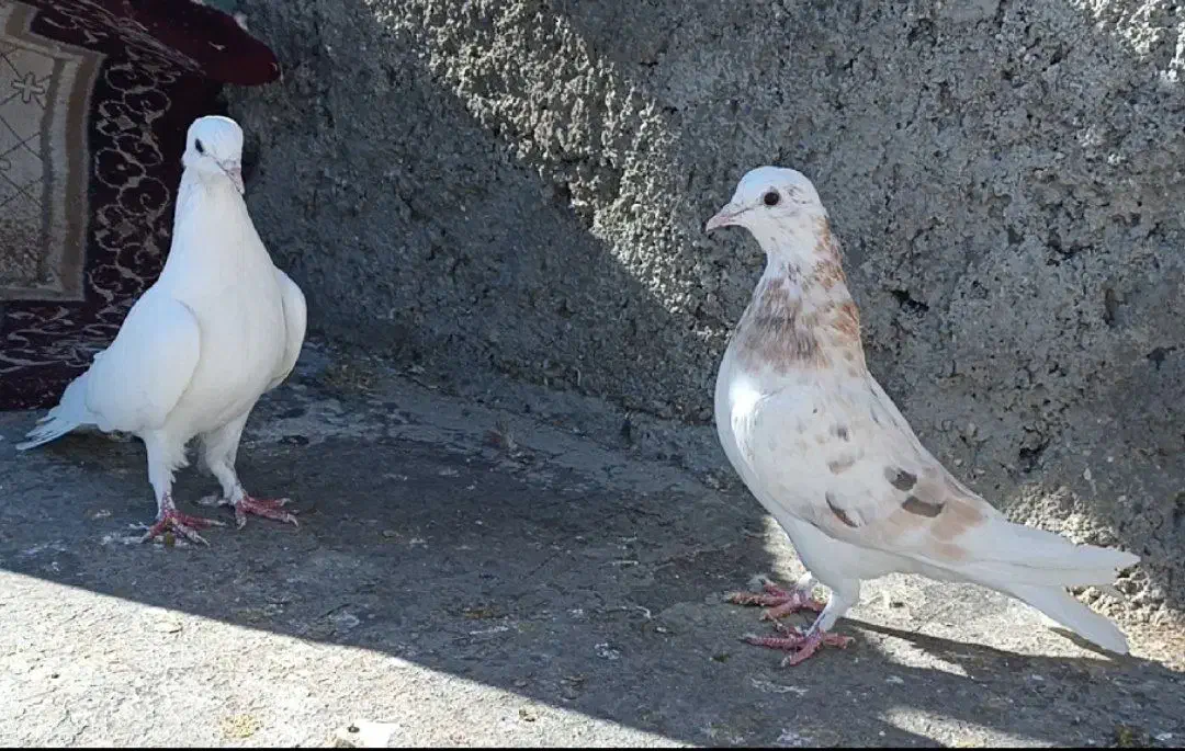 کبوتر|پرنده|سرپل ذهاب, |دیوار