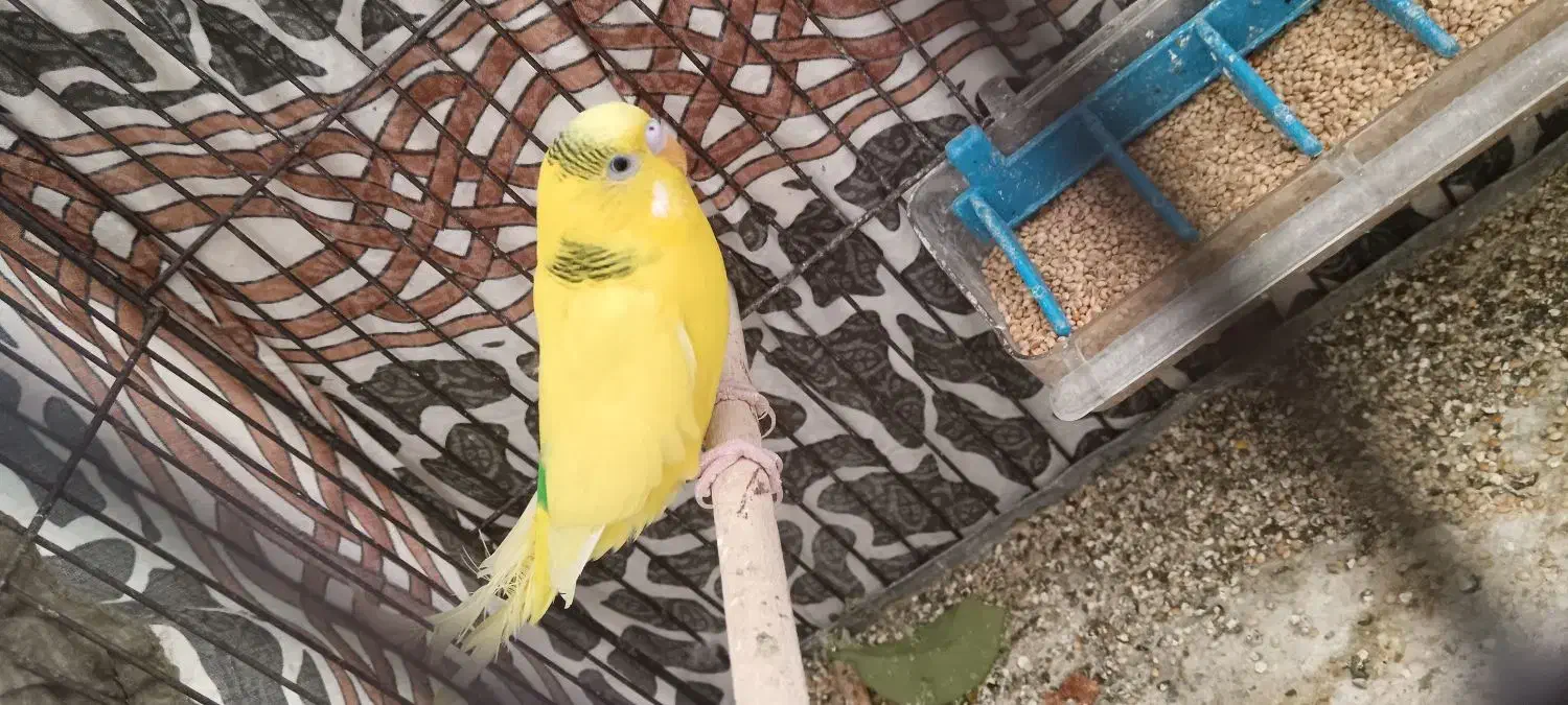 مرغ عشق نر|پرنده|فسا, |دیوار