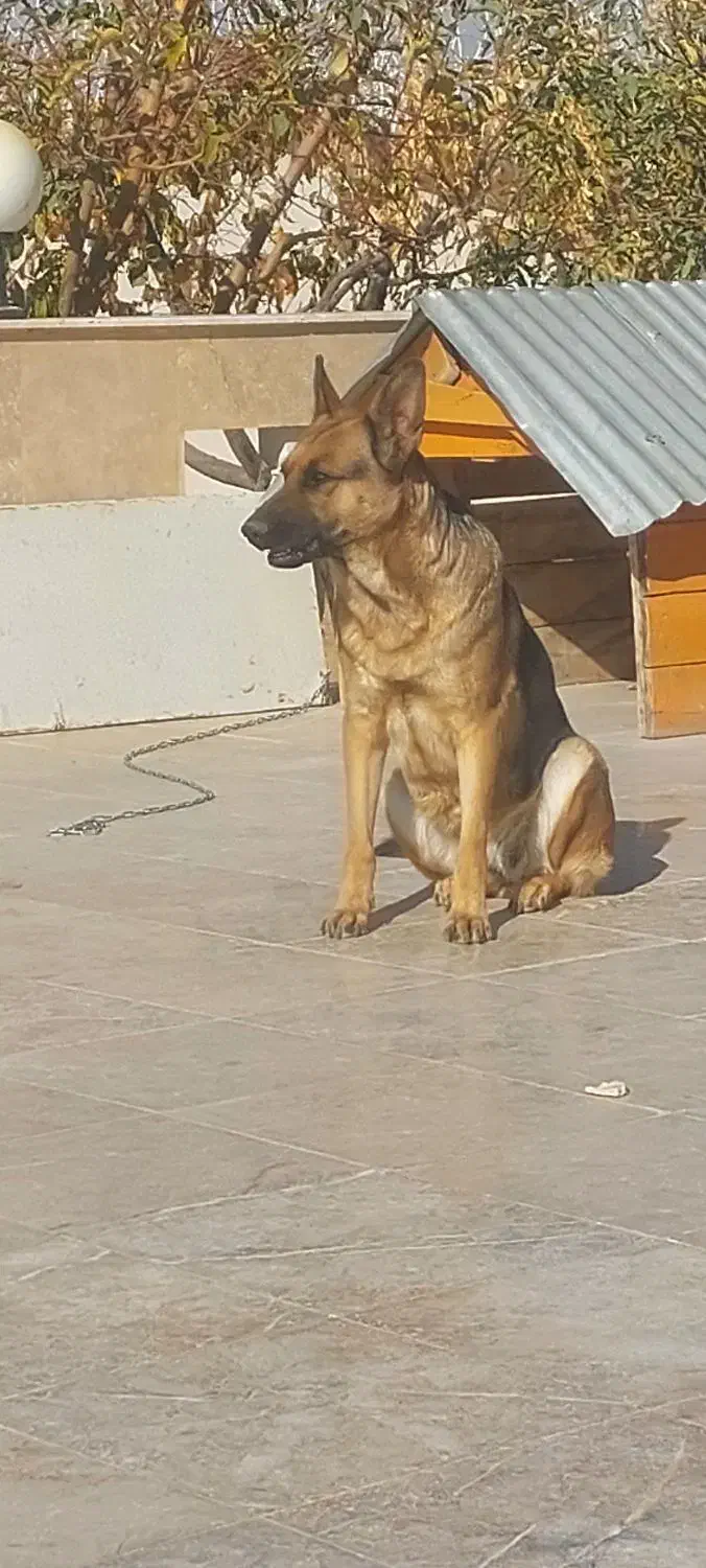 نژاد ژرمن|سگ|گلبهار, شهر جدید گلبهار|دیوار