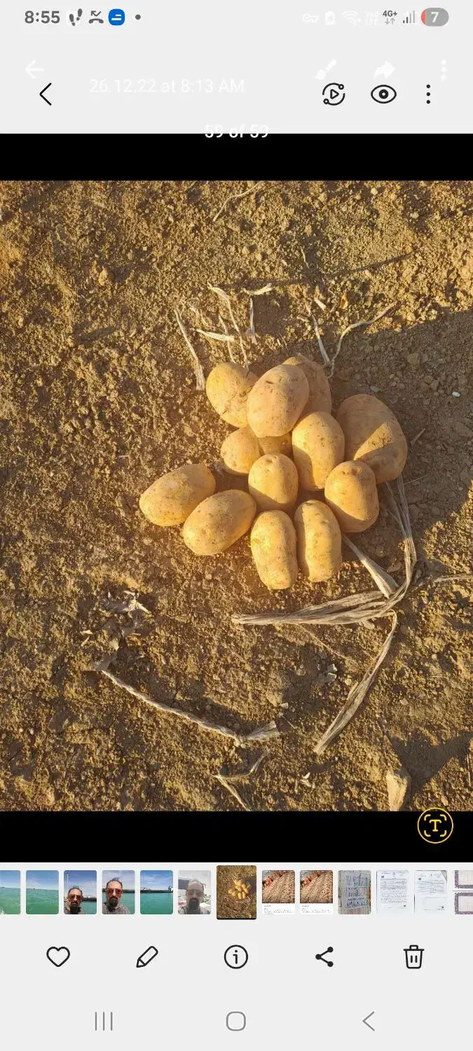 فروش انواع بذر سیب زمینی|خدمات باغبانی و درختکاری|نجفآباد, گلدشت|دیوار