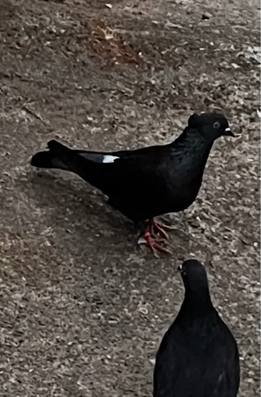 کبوتر پرشی|پرنده|رودسر, |دیوار