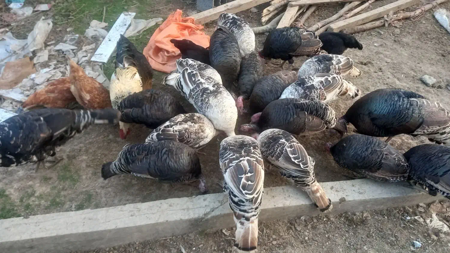 فروش بوقلمون ماده|حیوانات مزرعه|سیاهکل, |دیوار