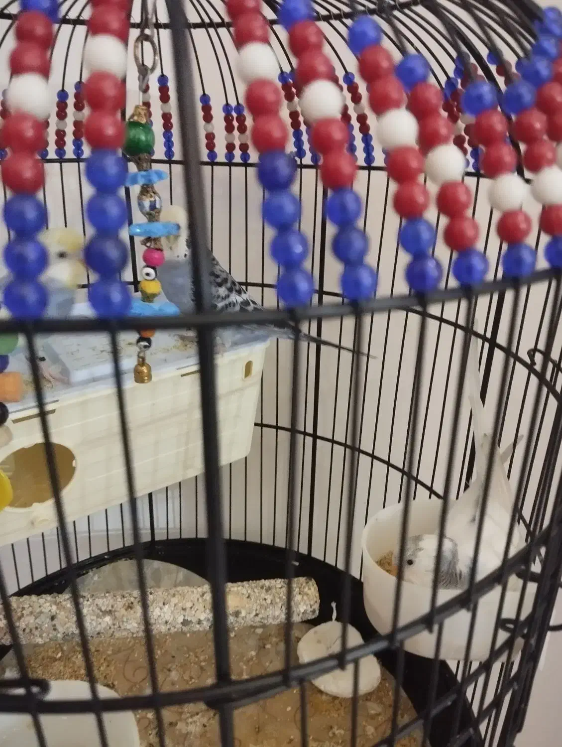 مرغ عشق|پرنده|رباطکریم, رباطکریم|دیوار