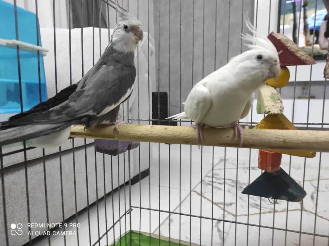 عروس هلندی جفت مولد خ الهیه ۱۱/۱۳|پرنده|بندرعباس, |دیوار