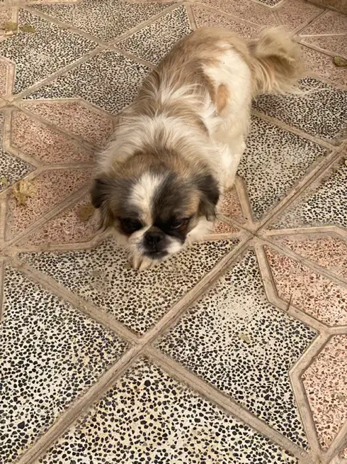 نژاد سگ سوپر فلت|سگ|یزد, |دیوار