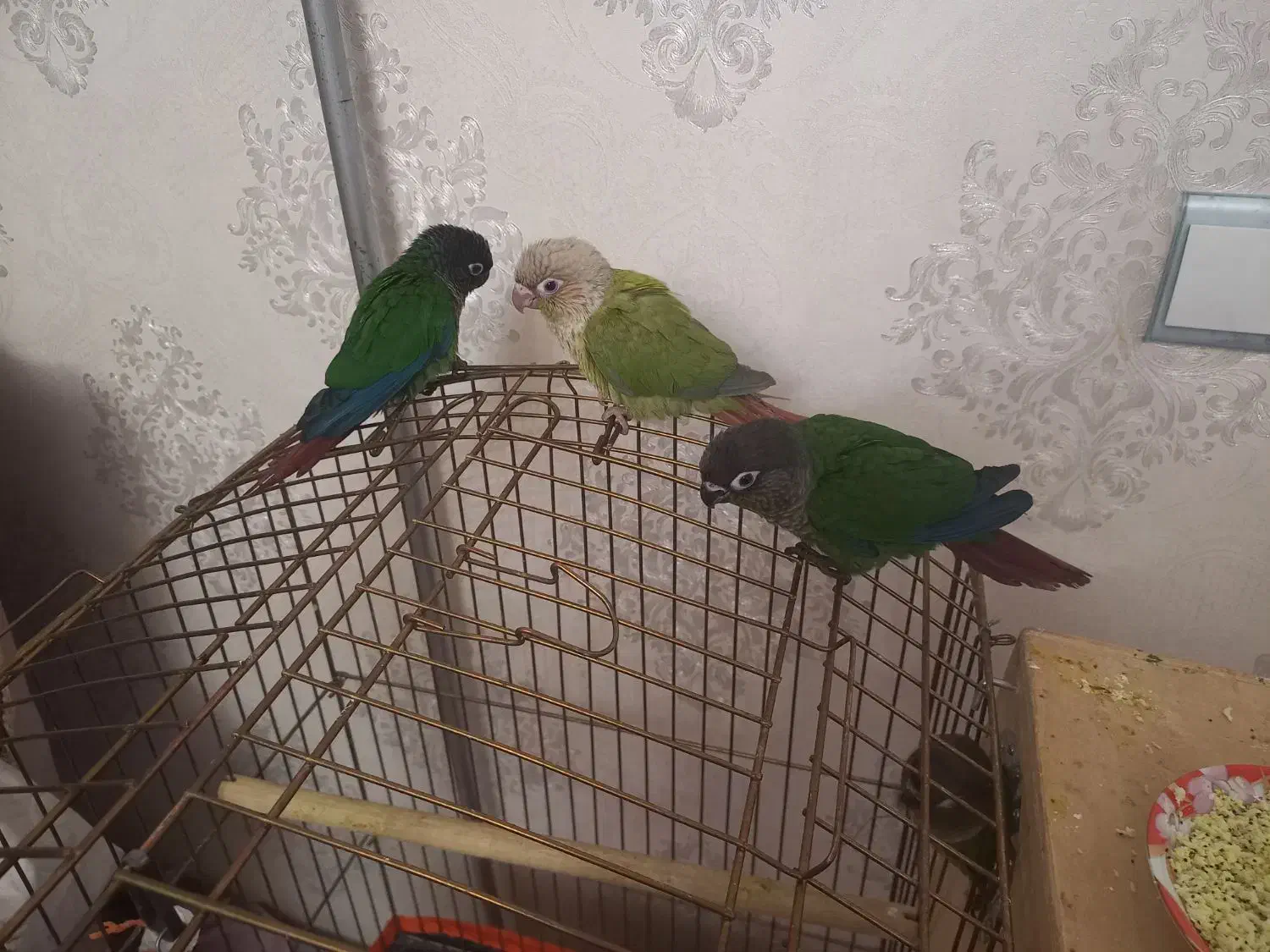 طوطی گرینجیک|پرنده|ماکو, |دیوار