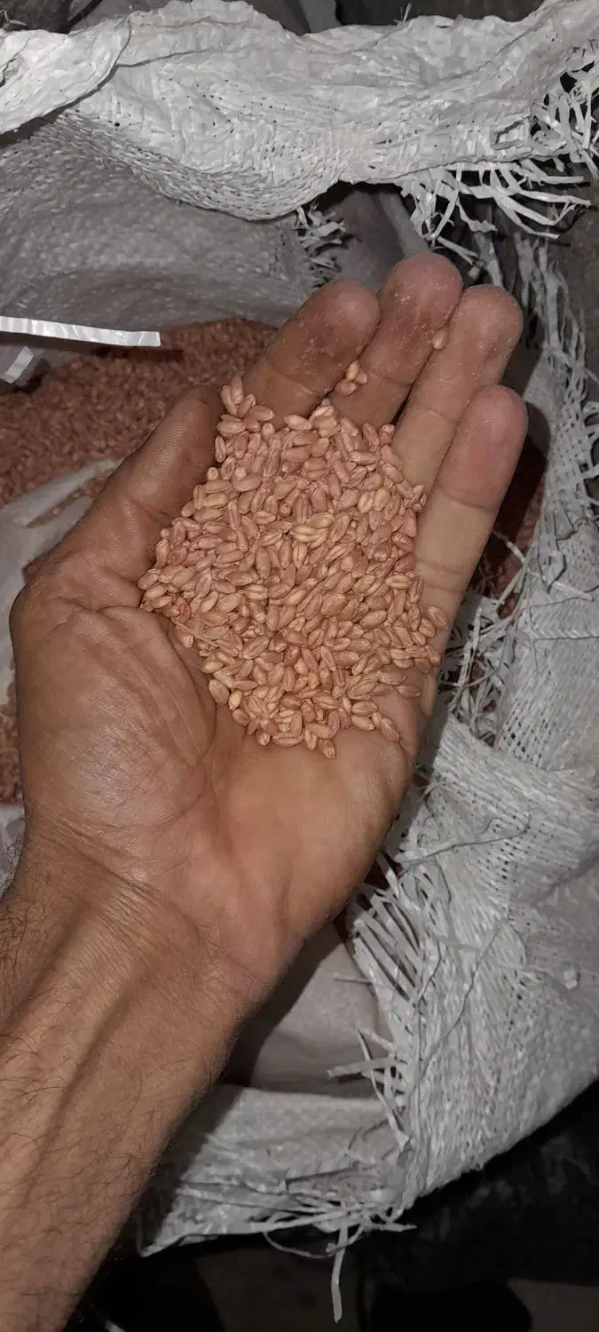 بذر گندم اصلاح شده|خدمات باغبانی و درختکاری|نهاوند, |دیوار