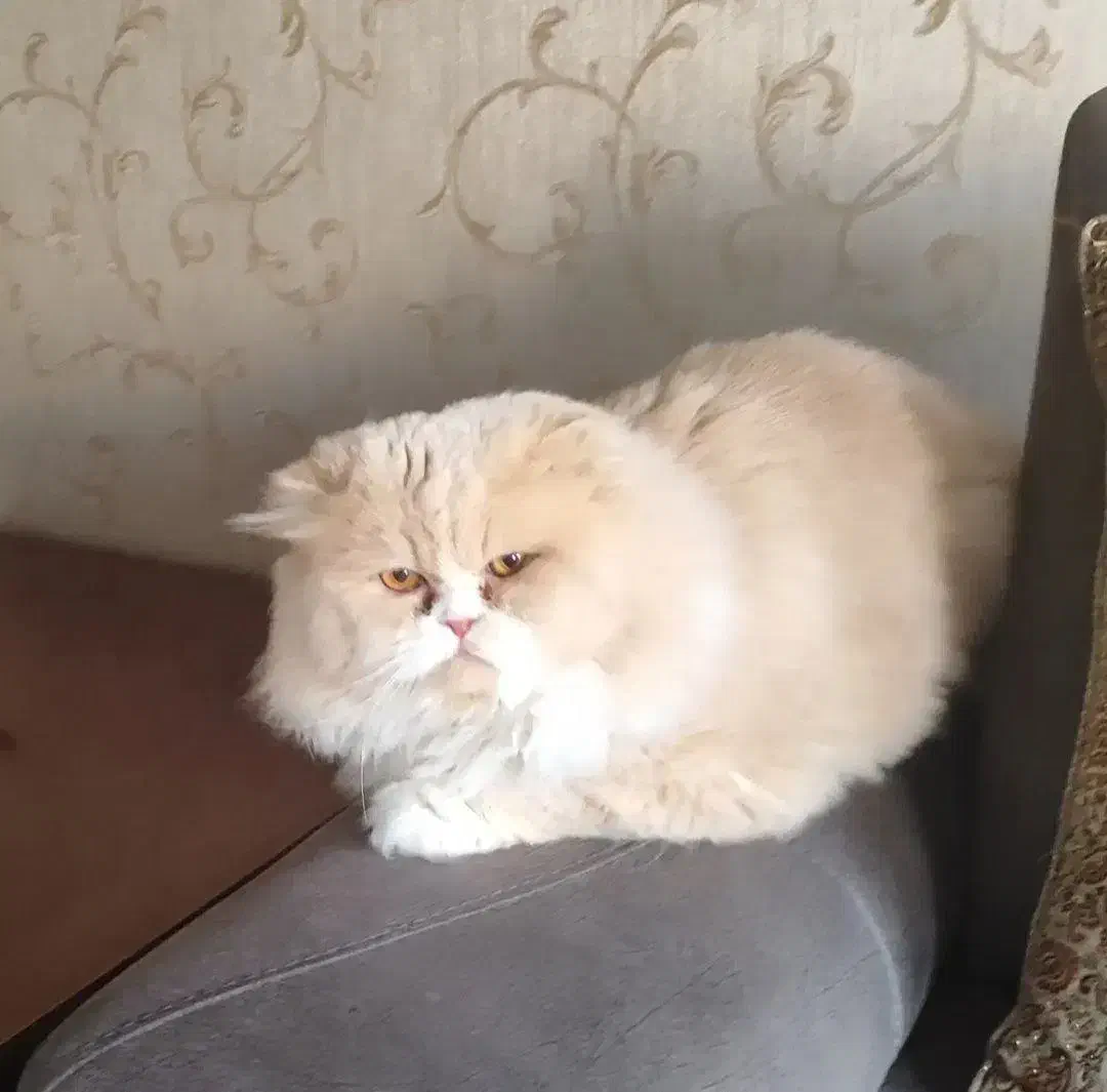 همخونه میپذیرم|اجارهٔ آپارتمان|شیراز, شهرک سراج‎|دیوار