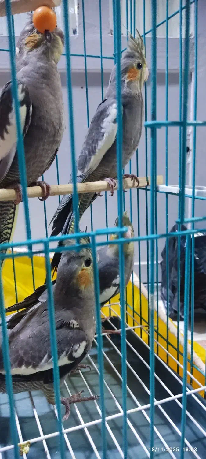 جوجه عروس هلندی دو ماهه|پرنده|خرمشهر, |دیوار