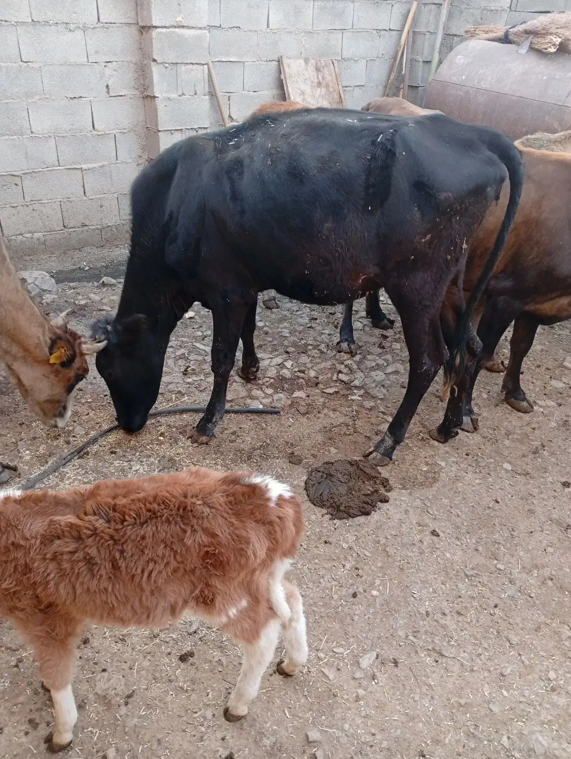 گاو گوساله بومی|حیوانات مزرعه|کرمانشاه, |دیوار