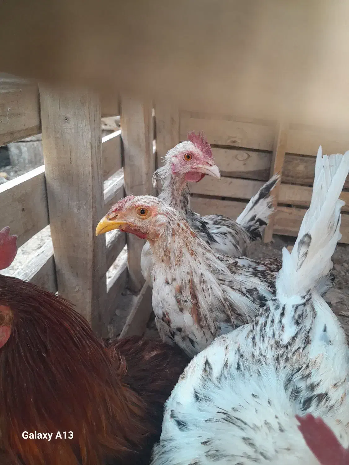 نیمچه مرغ خروس|حیوانات مزرعه|خرمشهر, |دیوار