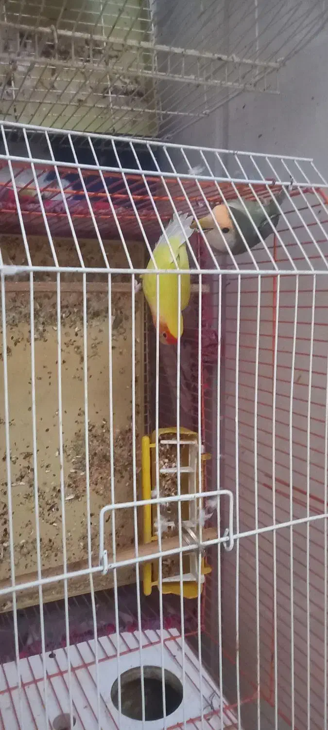 فروش طوطی برزیلی|پرنده|جهرم, |دیوار