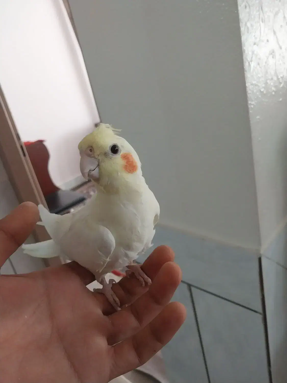 عروس هلندی|پرنده|شاهینشهر, گزبرخوار|دیوار