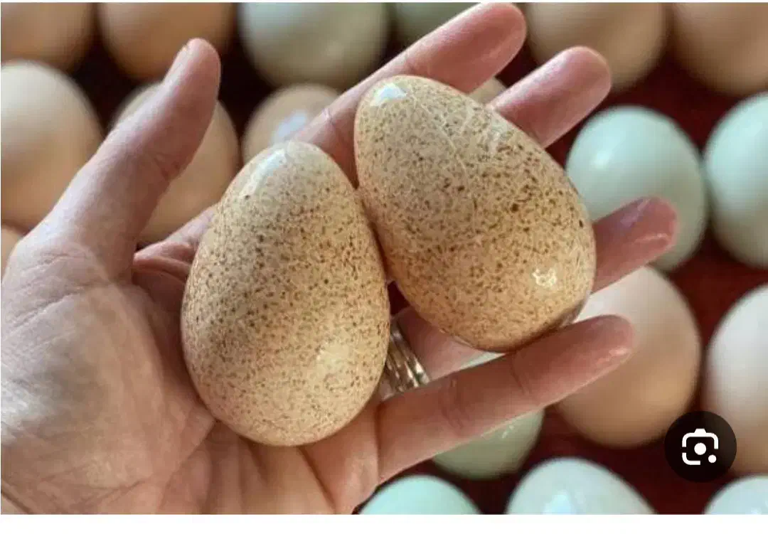 تعداد تخم بوقلمون محلی برنزه|حیوانات مزرعه|شریف‌آباد, |دیوار