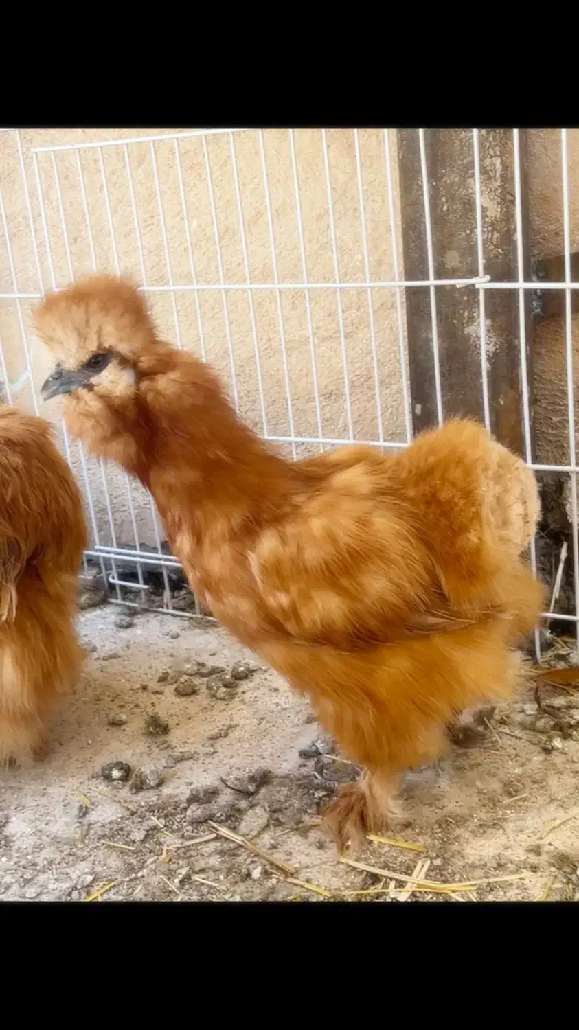 مرغ خروس جوجه ابریشمی کوپال بوف|حیوانات مزرعه|ورامین, شهرک فاطمیه|دیوار