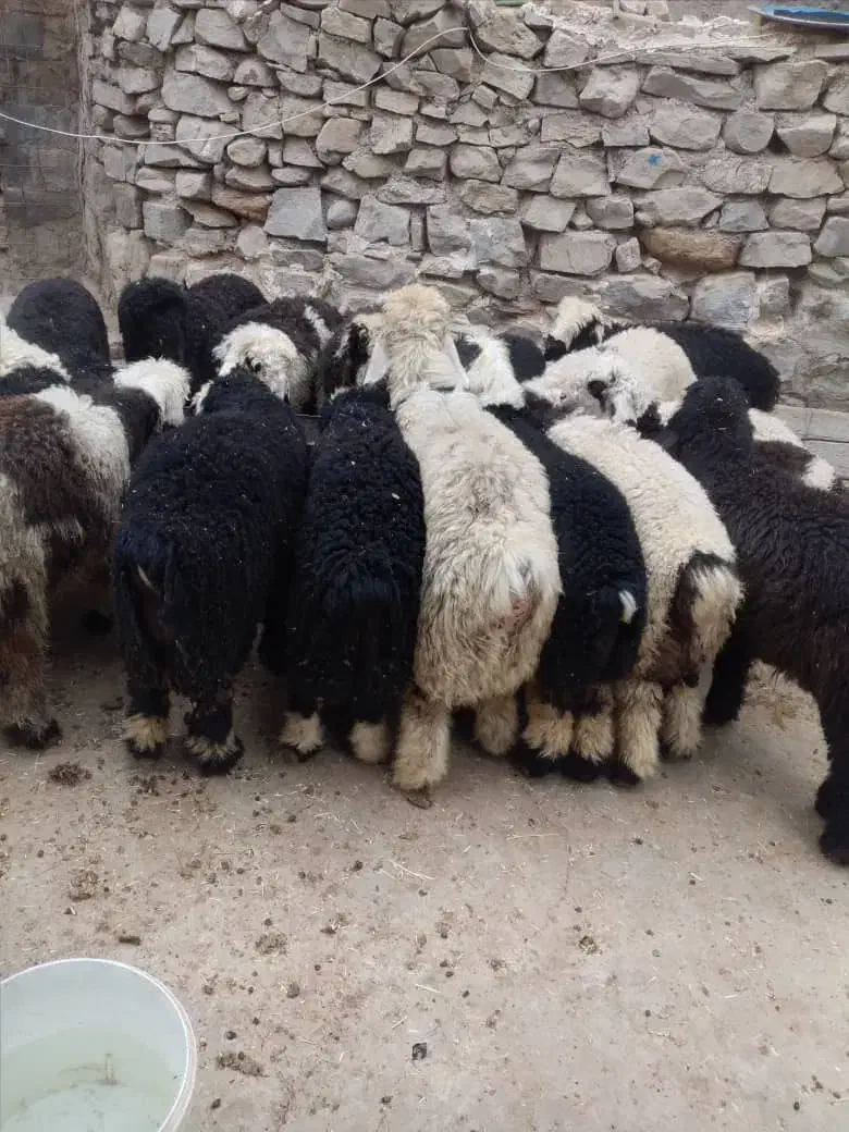 گوشت کشتار روز خورشتی و کبابی|حیوانات مزرعه|مسجد سلیمان, |دیوار