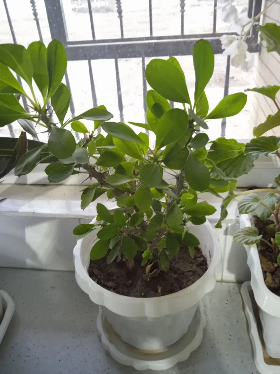 گل های آپارتمانی|گل و گیاه طبیعی|بهار, |دیوار