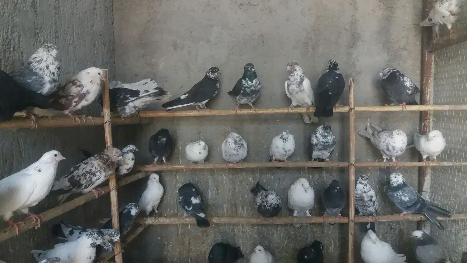 فروش فوری تعدادی کبونر پرش بالا|پرنده|ابریشم, |دیوار