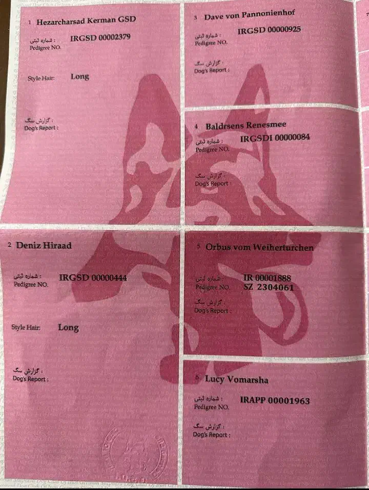 سگ ژرمن شولاین|سگ|بم, |دیوار