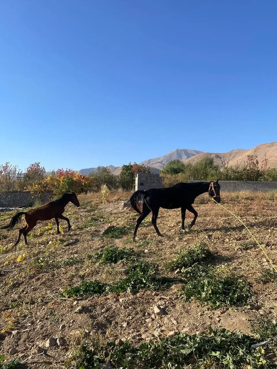 فروش اسب|اسب و تجهیزات اسبسواری|دماوند, دماوند|دیوار